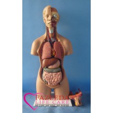 Model Anatomi